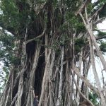 Al pie del árbol banyan